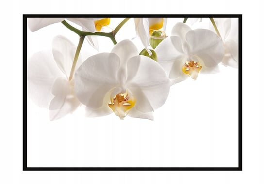 Obraz w ramie czarnej E-DRUK, Kwiaty, 33x43 cm, P1013 e-druk