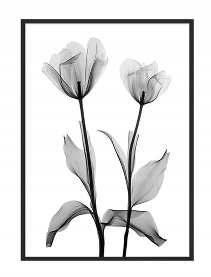 Obraz w ramie czarnej E-DRUK, Kwiaty, 33x43 cm, P1042 e-druk