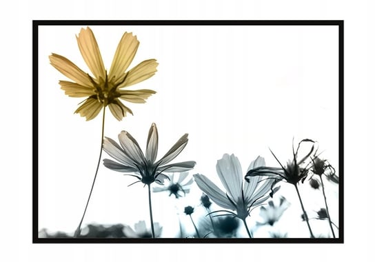 Obraz w ramie czarnej E-DRUK, Kwiaty, 33x43 cm, P1052 e-druk