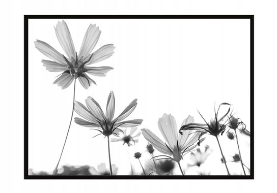 Obraz w ramie czarnej E-DRUK, Kwiaty, 33x43 cm, P1057 e-druk