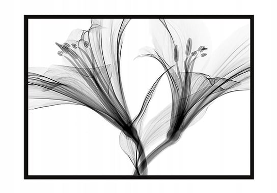 Obraz w ramie czarnej E-DRUK, Kwiaty, 33x43 cm, P1332 e-druk