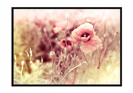 Obraz w ramie czarnej E-DRUK, Kwiaty, 53x73 cm, P1222 e-druk