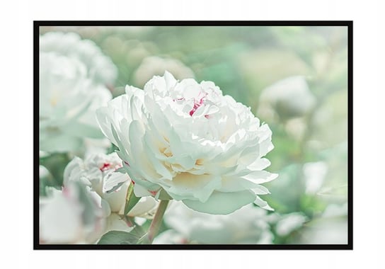 Obraz w ramie czarnej E-DRUK, Kwiaty, 53x73 cm, P1480 e-druk