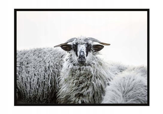 Obraz w ramie czarnej E-DRUK, Owce, 33x43 cm, P1443 e-druk