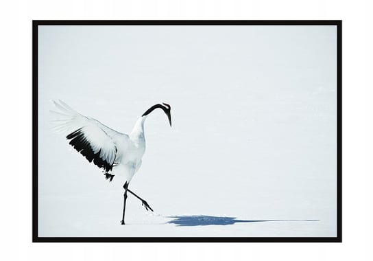 Obraz w ramie czarnej E-DRUK, Ptak, 33x43 cm, P1446 e-druk