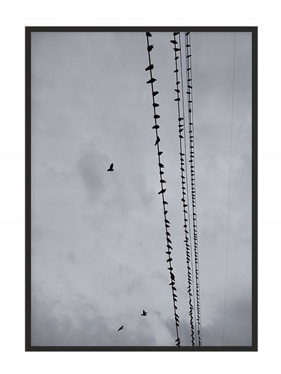 Obraz w ramie czarnej E-DRUK, Ptaki, 53x73 cm, P1387 e-druk