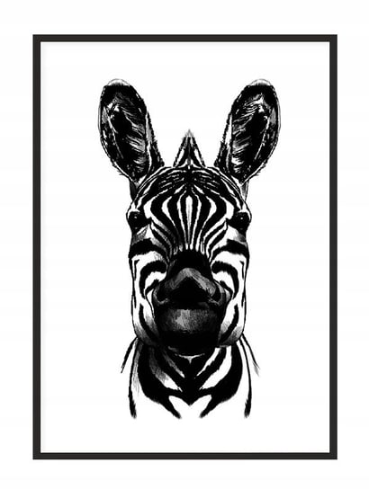 Obraz w ramie czarnej E-DRUK, Zebra, 33x43 cm, P1739 e-druk