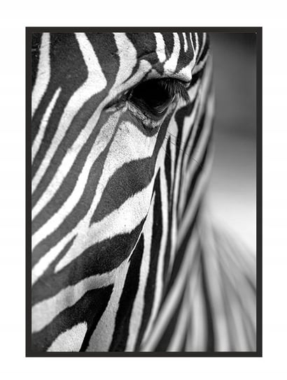 Obraz w ramie czarnej E-DRUK, Zebra, 33x43 cm, P1740 e-druk