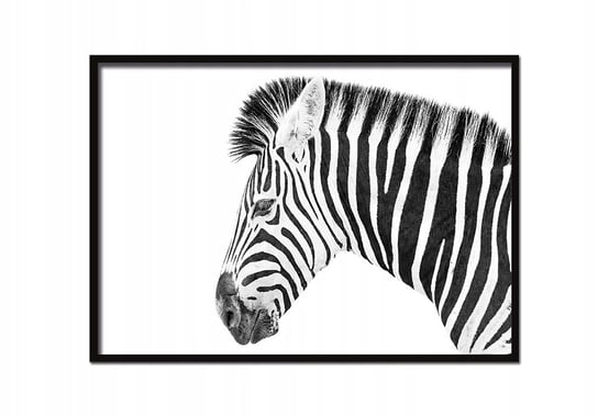 Obraz w ramie czarnej E-DRUK, Zebra, 43x33 cm, P885 e-druk