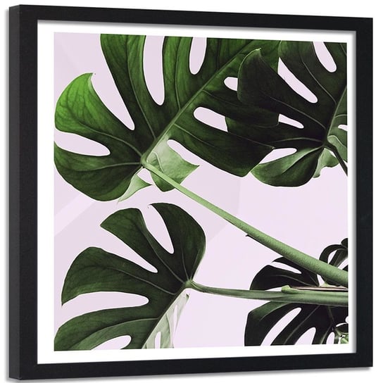 Obraz w ramie czarnej: Egzotyczne liście monstera 1, 80x80 cm Feeby