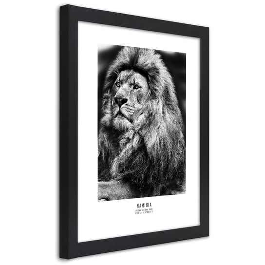 Obraz w ramie czarnej FEEBY, Afryka Lew Zwierzęta 20x30 Feeby