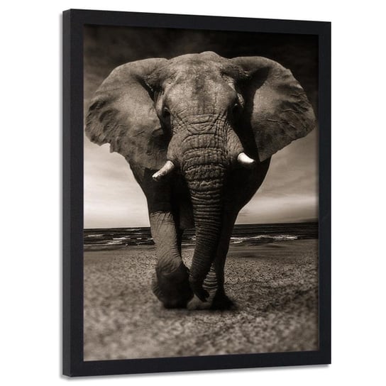 Obraz w ramie czarnej FEEBY, Afryka Słoń Czarno Biały 30x40 Feeby