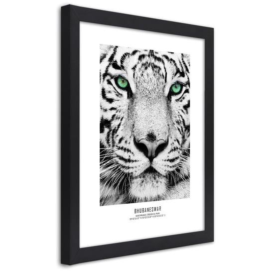 Obraz w ramie czarnej FEEBY, Afryka Tygrys Zwierzęta 70x100 Feeby