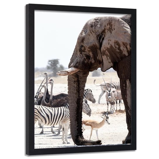 Obraz w ramie czarnej FEEBY, Afryka zwierzęta natura 30x40 Feeby