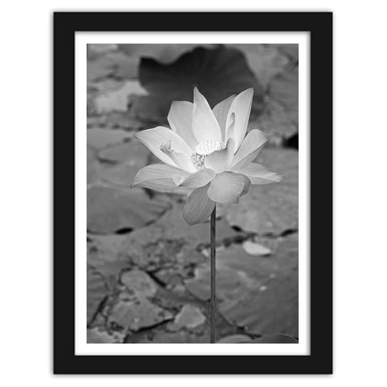 Obraz w ramie czarnej FEEBY Biała lilia wodna, 60x90 cm Feeby