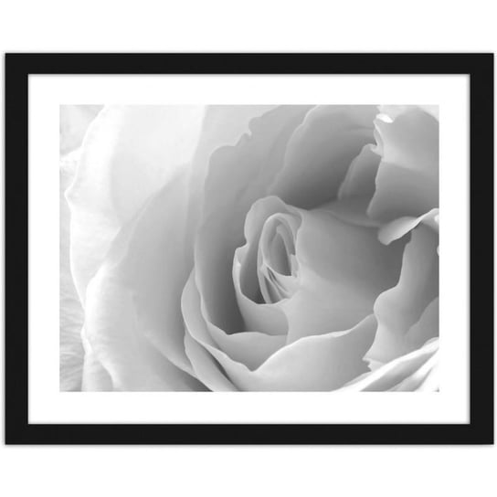 Obraz w ramie czarnej FEEBY Biała róża 3, 50x40 cm Feeby
