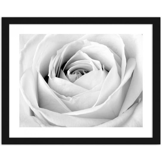 Obraz w ramie czarnej FEEBY Biała róża, 50x40 cm Feeby