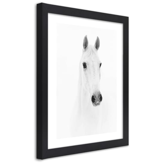 Obraz w ramie czarnej FEEBY, Biały Koń Zwierzęta Natura 70x100 Feeby