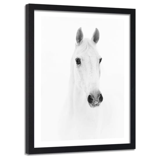 Obraz w ramie czarnej FEEBY, Biały Koń Zwierzęta Natura 80x120 Feeby