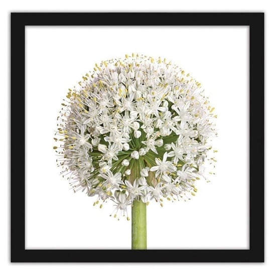 Obraz w ramie czarnej FEEBY Biały kwiat czosnku, 80x80 cm Feeby