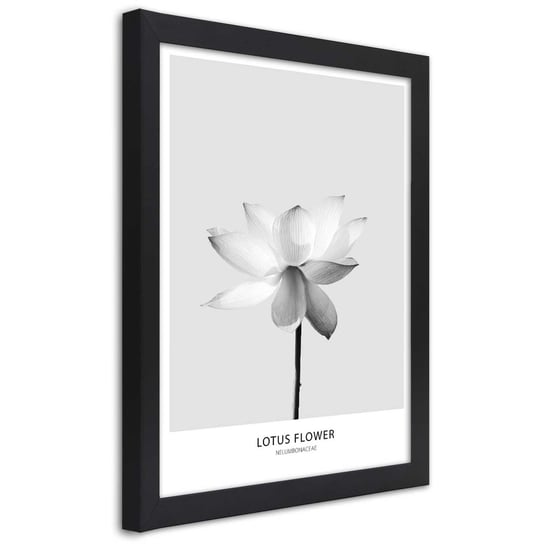 Obraz w ramie czarnej FEEBY, Biały Kwiat Lotosu Natura 30x45 Feeby