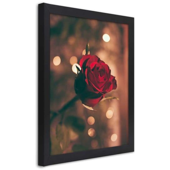 Obraz w ramie czarnej FEEBY, Czerwona Róża Kwiat Natura 20x30 Feeby