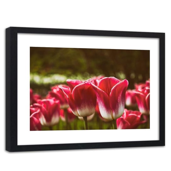 Obraz w ramie czarnej FEEBY, Czerwone Tulipany Kwiaty 90x60 Feeby