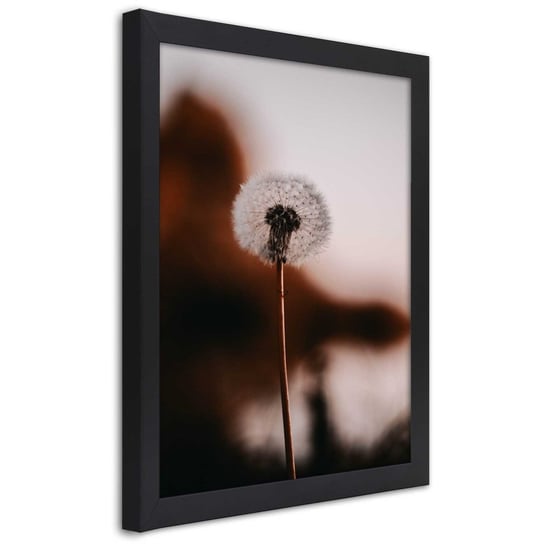 Obraz w ramie czarnej FEEBY, Dmuchawiec Kwiat Roślina 20x30 Feeby