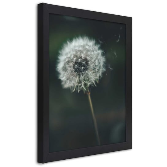 Obraz w ramie czarnej FEEBY, Dmuchawiec Roślina Kwiat 70x100 Feeby