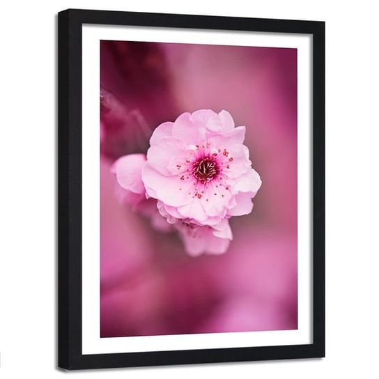 Obraz w ramie czarnej FEEBY, Kwiat Wiśni Różowy Natura 80x120 Feeby