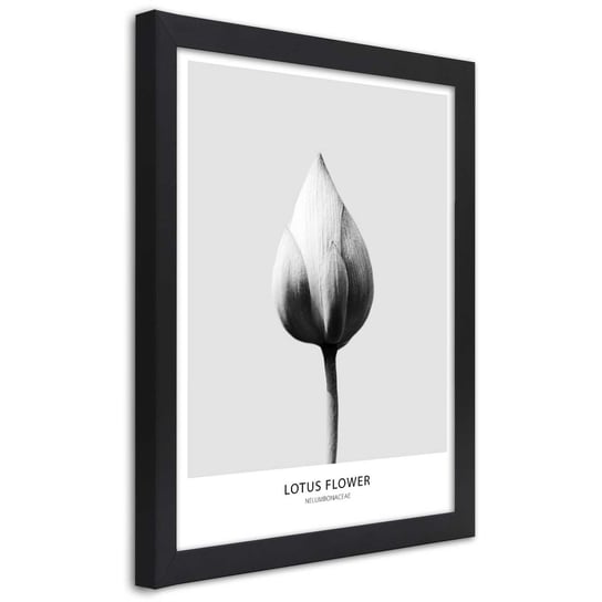Obraz w ramie czarnej FEEBY, Lotos Kwiat Czarno Biały 30x45 Feeby