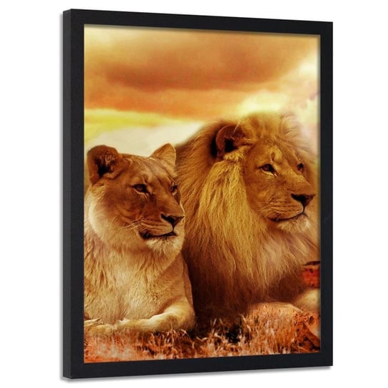 Obraz w ramie czarnej FEEBY, Lwy Zwierzęta Afryka 20x30 Feeby