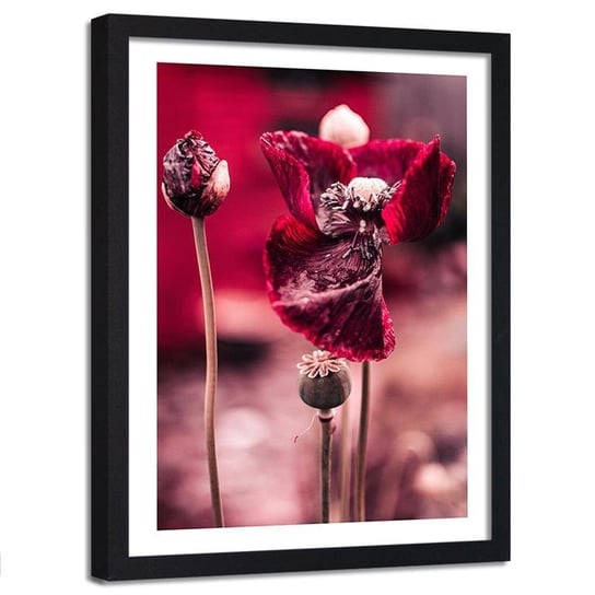 Obraz w ramie czarnej FEEBY, Maki Czerwone Kwiaty 60x90 Feeby