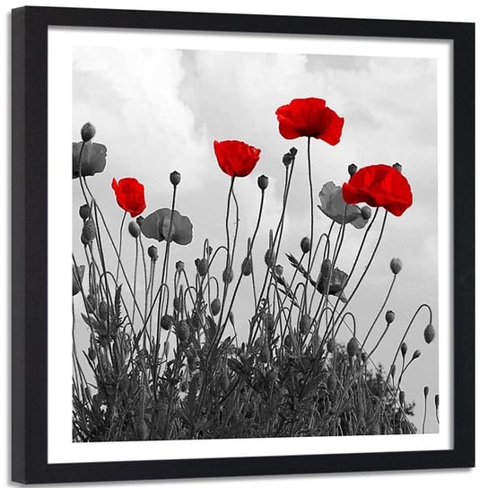 Obraz w ramie czarnej FEEBY, Maki Polne Natura Kwiat 90x90 Feeby