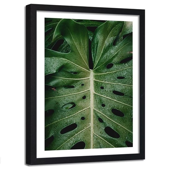 Obraz w ramie czarnej FEEBY, Monstera Liść Natura 80x120 Feeby