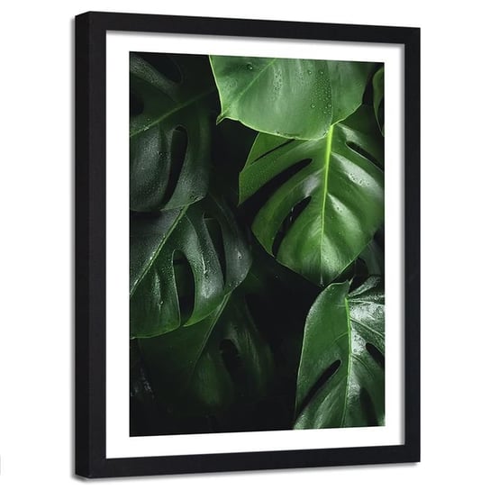 Obraz w ramie czarnej FEEBY, Monstera Liście Natura 50x70 Feeby