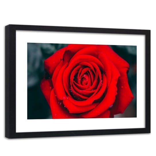 Obraz w ramie czarnej FEEBY, Piękna Czerwona Róża Kwiat 120x80 Feeby