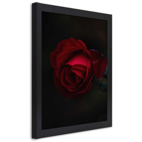 Obraz w ramie czarnej FEEBY, Róża Czerwony Kwiat Natura 70x100 Feeby