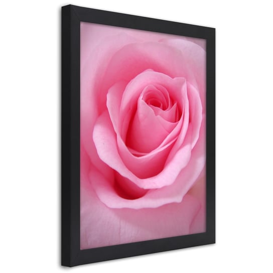 Obraz w ramie czarnej FEEBY, Róża Kwiat roślina różowy 30x45 Feeby