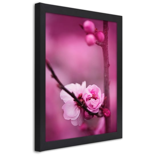 Obraz w ramie czarnej FEEBY, Różowy Kwiat jabłoni 30x45 Feeby