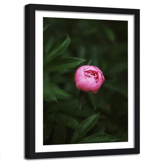 Obraz w ramie czarnej FEEBY, Różowy Kwiat Pąk Natura 40x50 Feeby