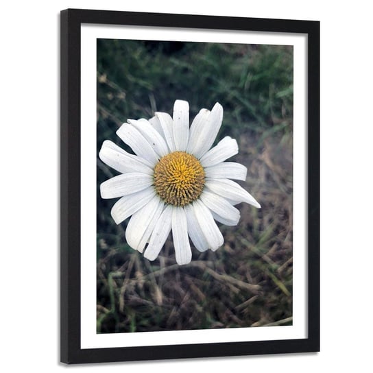 Obraz w ramie czarnej FEEBY, Rumianek Kwiat Natura 40x60 Feeby