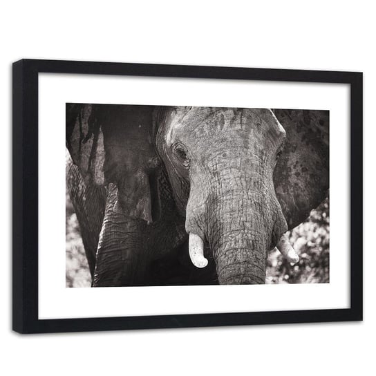 Obraz w ramie czarnej FEEBY, Słoń Afryka Czarno Biały 60x40 Feeby