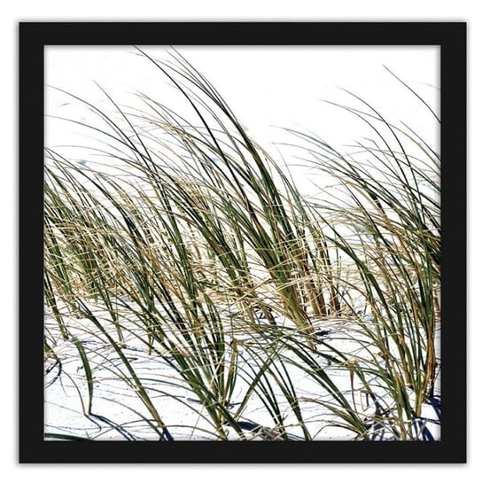 Obraz w ramie czarnej FEEBY, Trawy na plaży, 60x60 cm Feeby