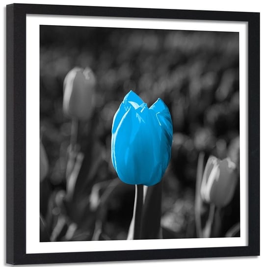 Obraz w ramie czarnej FEEBY, Tulipan Kwiat Niebieski Szary 50x50 Feeby