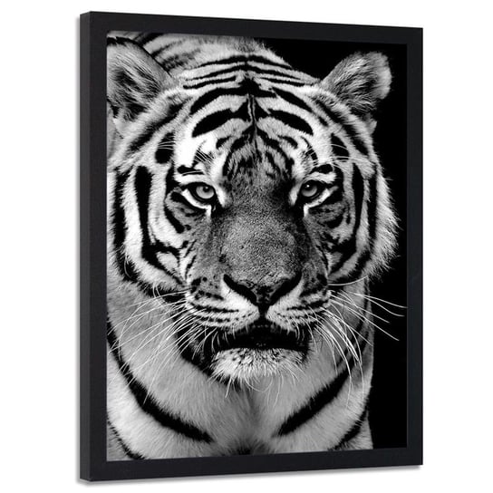 Obraz w ramie czarnej FEEBY, Tygrys Afryka Czarno Biały 20x30 Feeby