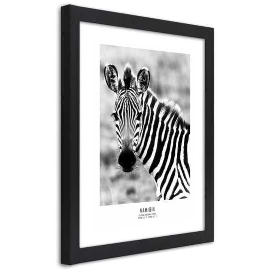 Obraz w ramie czarnej FEEBY, Zebra Zwierzęta Natura 30x45 Feeby