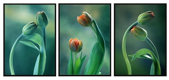 Obraz w ramie E-DRUK, Tryptyk tulipany, 43x33 cm e-druk