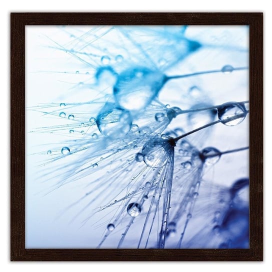 Obraz w ramie FEEBY, Krople wody na dmuchawcu, 40x60 cm Feeby
