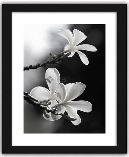 Obraz w ramie FEEBY, Plumeria, kwiat lei, 50x70 cm Feeby